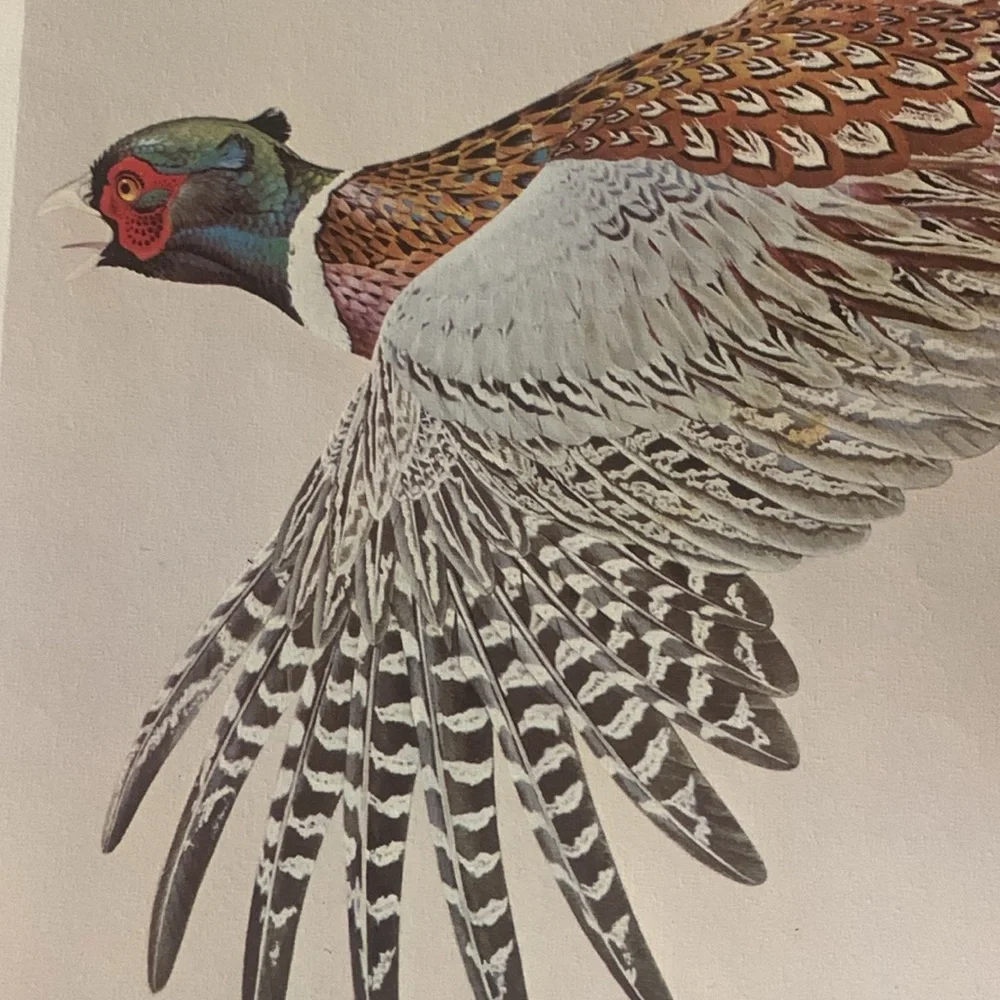 Glen Loates “ RING-NECKED PHEASANT “ Signed and sealed approved 23 x 18 inches